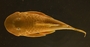 Pseudancistrus pediculatus 54 mmSL FMNH 58564 dorsal